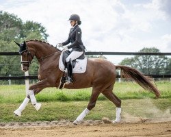 broodmare Burberry's Dream (Oldenburg, 2015, from Farrell)