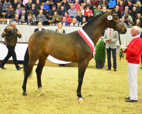 stallion Freiherr Von Nymphenburg (Oldenburg, 2015, from Follow Me OLD)
