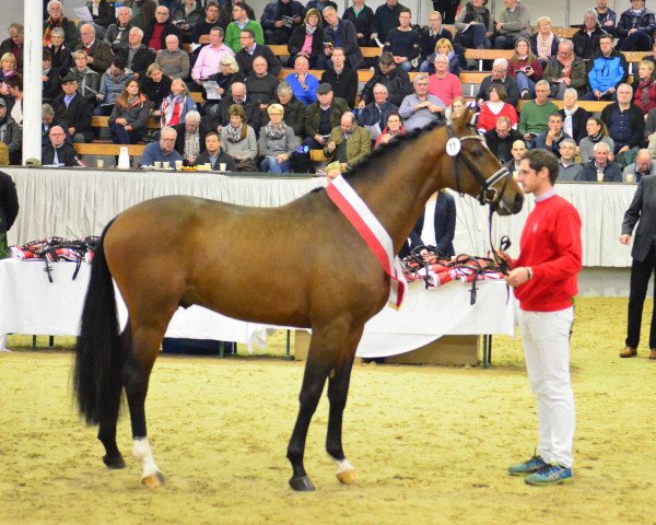 stallion Escalito 3 (Westphalian, 2015, from Escolar) stallion Escalito 3 (Westphalian, 2015, from Escolar)