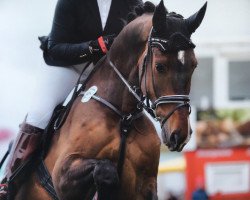 jumper Charlie Harper K (Hanoverian, 2009, from Canstakko)