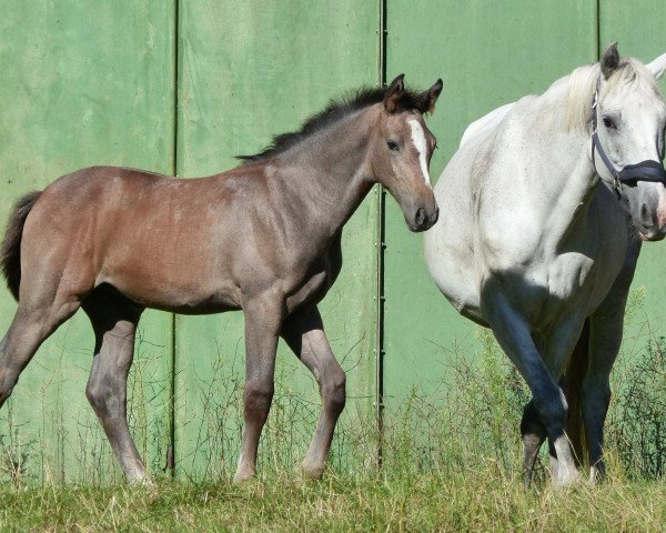 broodmare Quitty Second Life (Zangersheide riding horse, 2016, from Quickly de Kreisker) broodmare Quitty Second Life (Zangersheide riding horse, 2016, from Quickly de Kreisker)