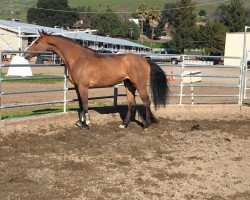 broodmare Conny- S (Holsteiner, 2011, from Com Air I)