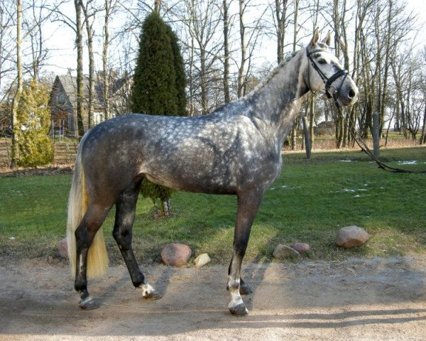 Zuchtstute Corona (Holsteiner, 2011, von Cormint)