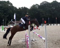 jumper Tiffy (German Riding Pony, 2010)