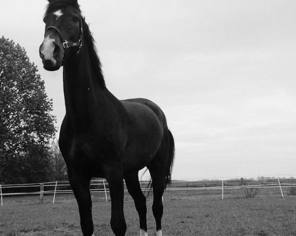 jumper Rappa Nui (Holsteiner, 2000, from Rheinsberg)