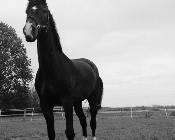 jumper Rappa Nui (Holsteiner, 2000, from Rheinsberg)