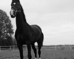 jumper Rappa Nui (Holsteiner, 2000, from Rheinsberg)