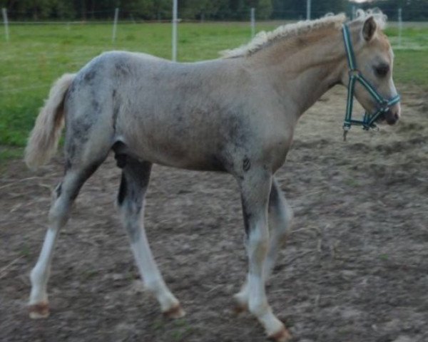 horse Daddy's Diamond TM (German Riding Pony, 2017, from Diamond Touch NRW)