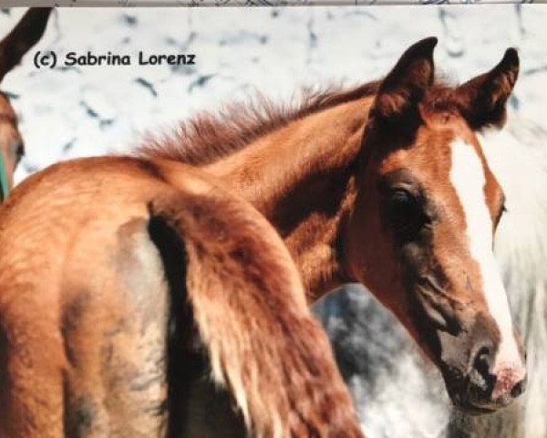 broodmare Becky (Hanoverian, 2006, from Belissimo NRW)