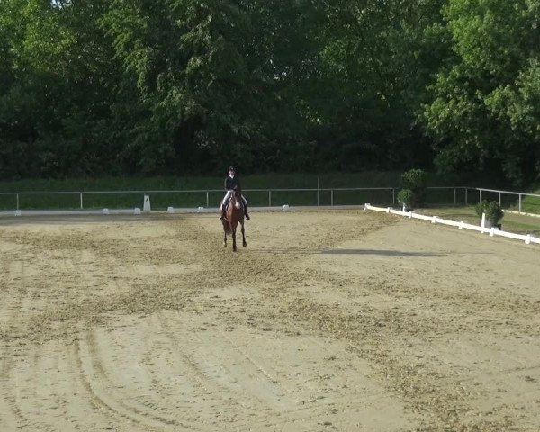 Reitturnier Ladenburg 2018