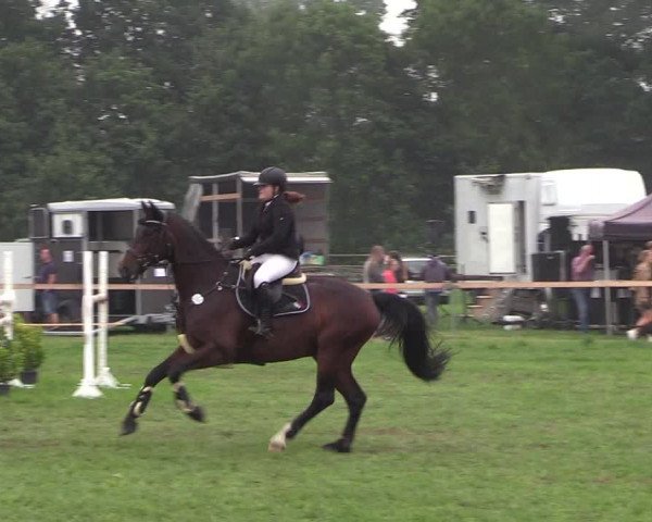 Reitturnier Schillerslage 2018