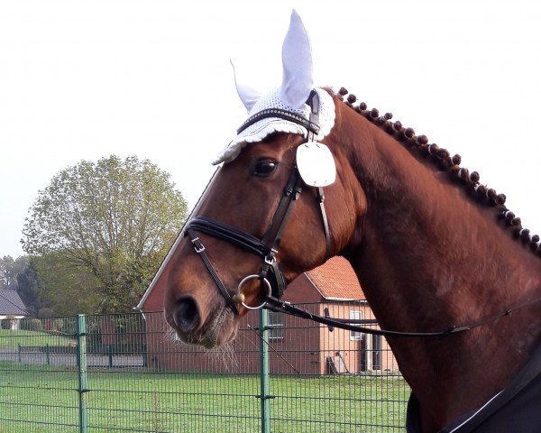dressage horse Whyonie (Hanoverian, 2008, from Weltmeyer) dressage horse Whyonie (Hanoverian, 2008, from Weltmeyer)