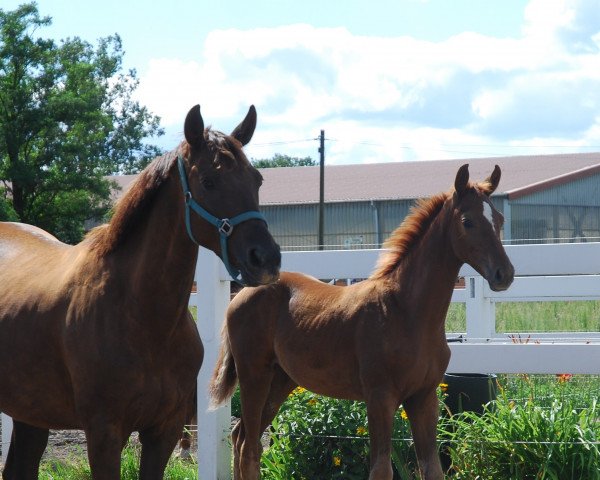 broodmare Dynastie B (German Sport Horse, 2011, from Damon Hill)