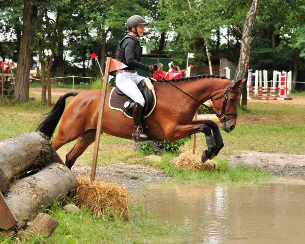 jumper Ushuaia 7 (Hanoverian, 2012, from Uccello)