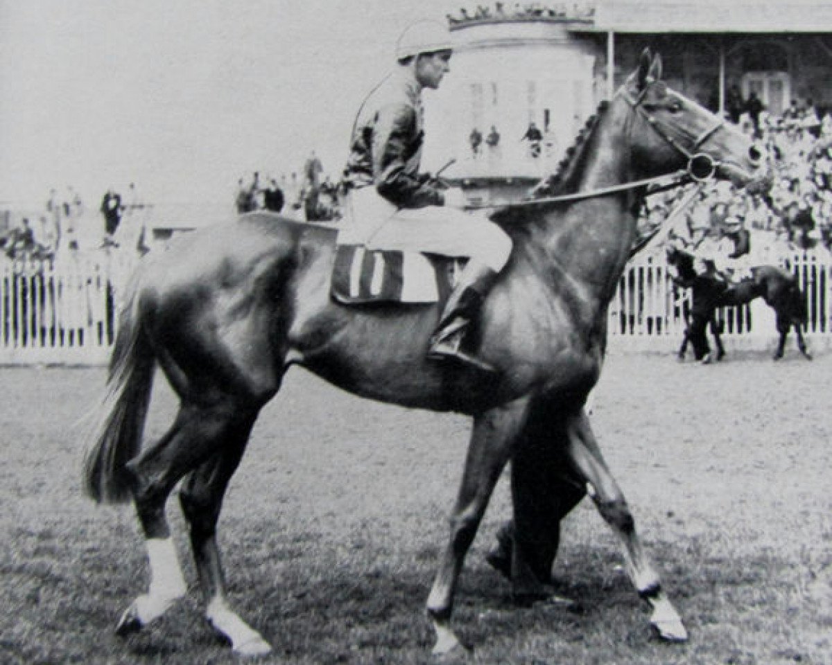 stallion Signal Box xx (Thoroughbred, 1948, from Signal Light xx)
