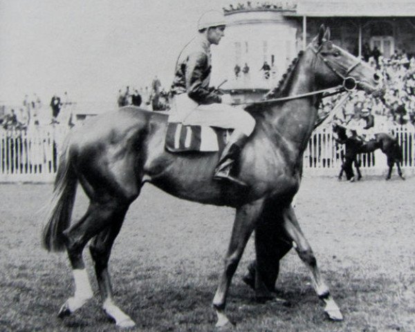 stallion Signal Box xx (Thoroughbred, 1948, from Signal Light xx)