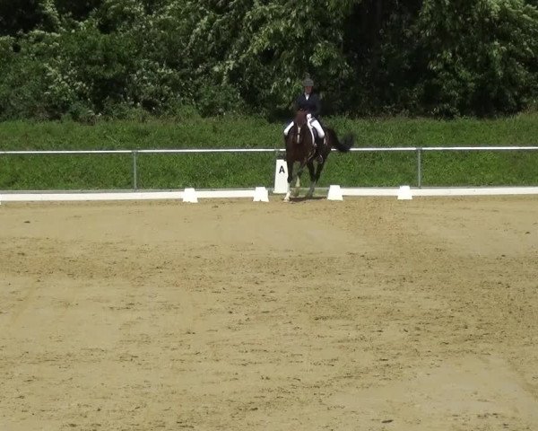 Reitturnier Ladenburg 2018