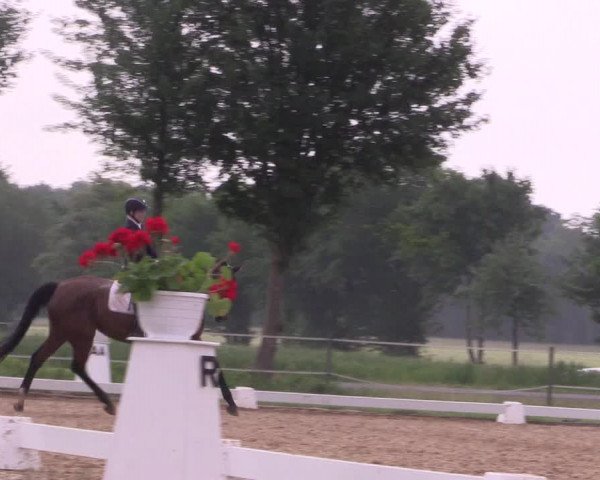 Reitturnier Hille 2018