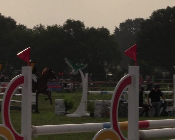 Reitturnier Schillerslage 2018