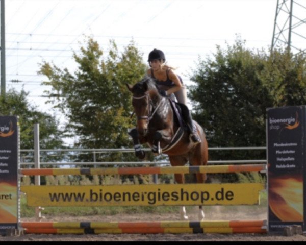 jumper Puma van Schotten (Hanoverian, 2011, from Perpignon)