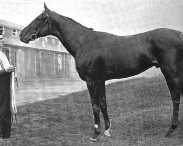 Deckhengst Zinfandel xx (Englisches Vollblut, 1900, von Persimmon xx) Deckhengst Zinfandel xx (Englisches Vollblut, 1900, von Persimmon xx)