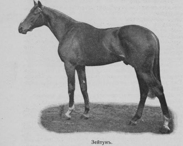 stallion Zejtun xx (Thoroughbred, 1909, from Zinfandel xx) stallion Zejtun xx (Thoroughbred, 1909, from Zinfandel xx)