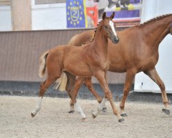jumper Daylight van het Maressahof Z (Zangersheide riding horse, 2013, from Diamant de Semilly)
