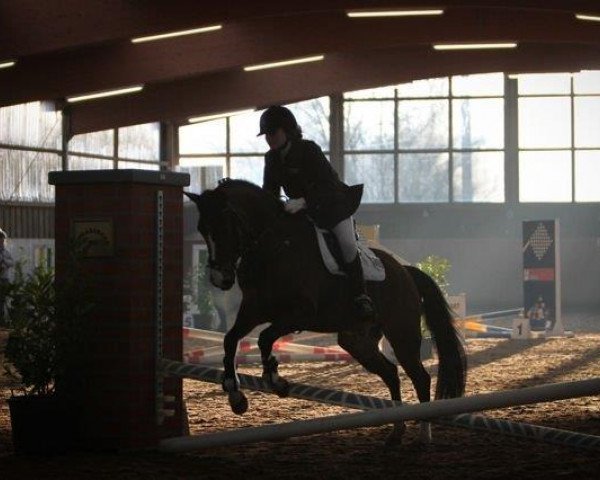 dressage horse Dusty 646 (German Riding Pony, 1999, from Durello)