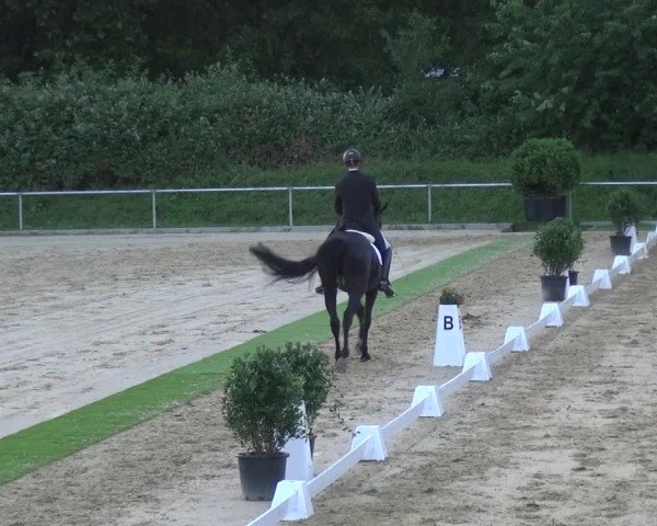 Reitturnier Ladenburg 2018