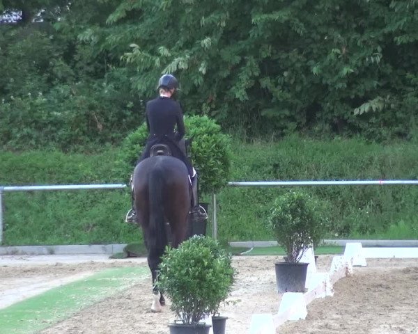 Reitturnier Ladenburg 2018