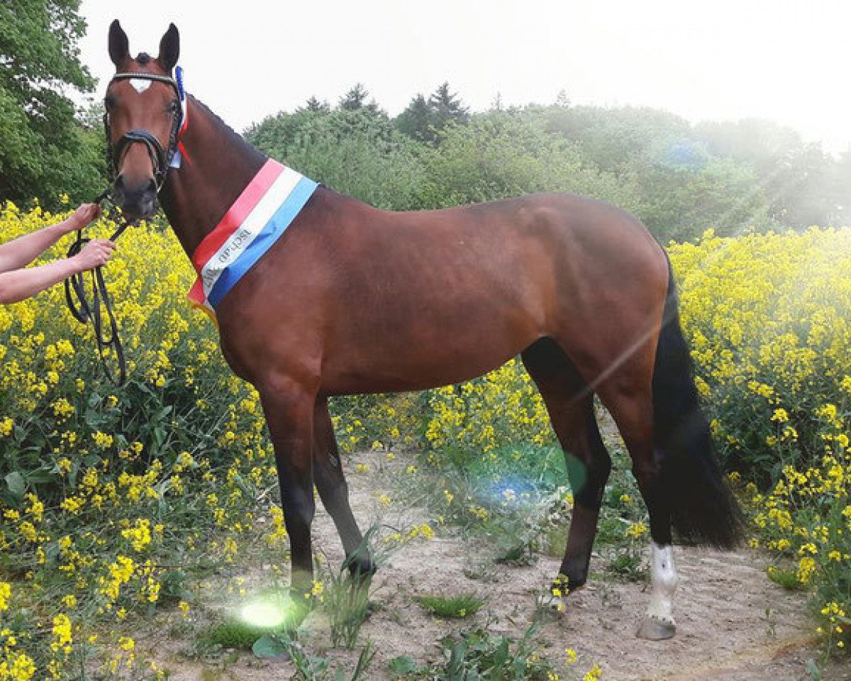broodmare Gute Mine K (Holsteiner, 2014, from Cassilano)
