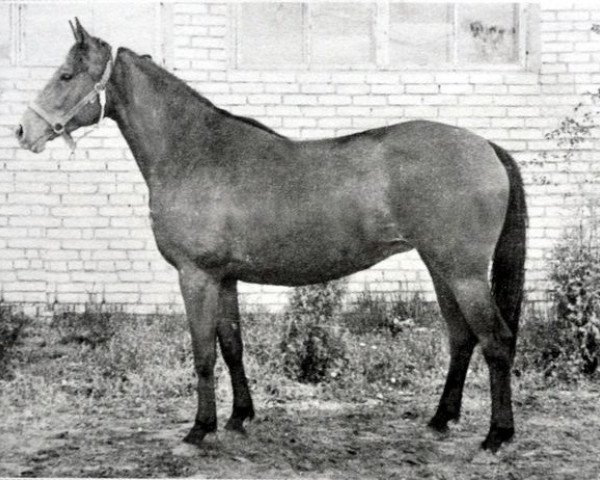 broodmare Lahta (Russian Trakehner, 1978, from Hog)
