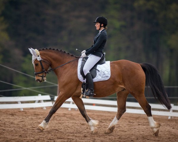 dressage horse Nathan 222 (Freiberger, 2006, from Nickel) dressage horse Nathan 222 (Freiberger, 2006, from Nickel)