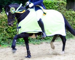 dressage horse Caramia 13 (Welsh, 1999, from Elando)