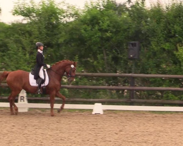 Reitturnier Schillerslage 2018