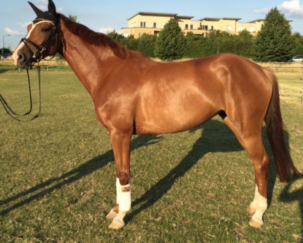 Springpferd Ladina M (Holsteiner, 2011, von Limbus)