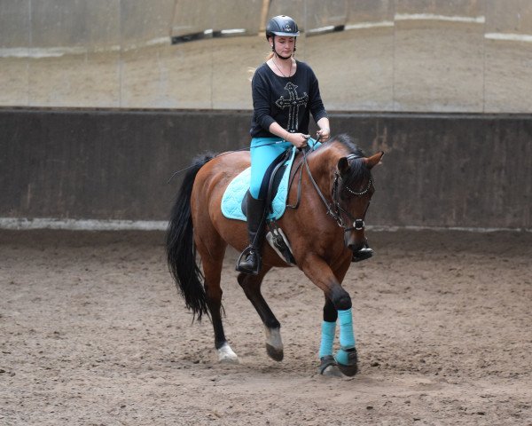 dressage horse Acapulco Tabacco (Rhinelander, 2001, from Llanarth Mostyn Triton)