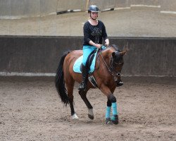 dressage horse Acapulco Tabacco (Rhinelander, 2001, from Llanarth Mostyn Triton)