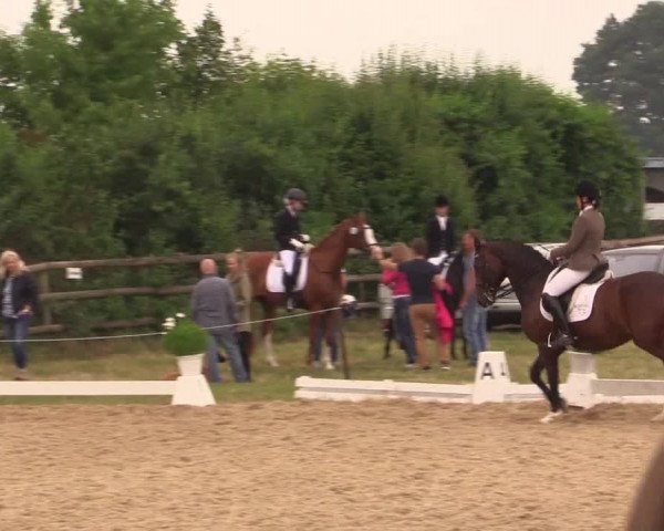 Reitturnier Schillerslage 2018