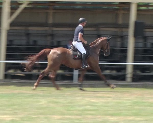 Reitturnier Schwanebeck 2018