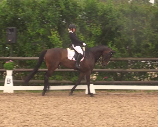 Reitturnier Schillerslage 2018