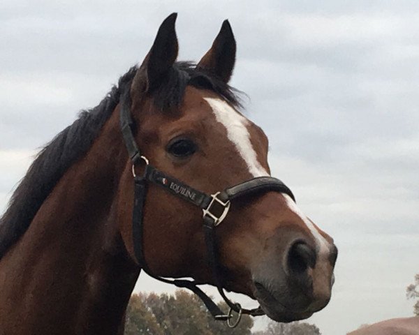 dressage horse Haffgrund (Trakehner, 2008, from Buddenbrock)