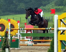 Springpferd Qualite 4 (Belgisches Warmblut, 2002, von Quickfeuer van Koekshof)