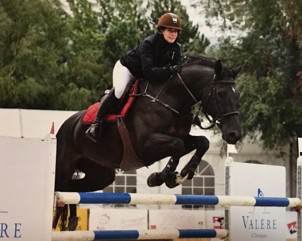 jumper Carlina Z (KWPN (Royal Dutch Sporthorse), 2007, from Carthino Z)