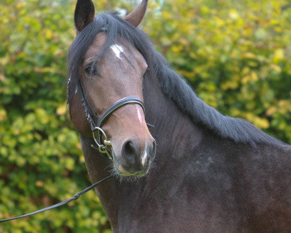 horse Damiaan (KWPN (Royal Dutch Sporthorse), 2008, from Ultimo)