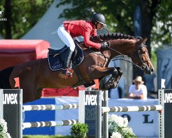 jumper Falco van de Clehoeve (Belgian Warmblood, 2005, from Quickfeuer van Koekshof)