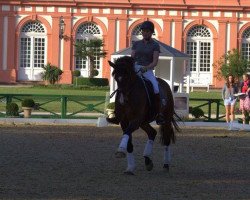 Dressurpferd Skovvangs Barok (Dänisches Warmblut, 2007, von Firenze)