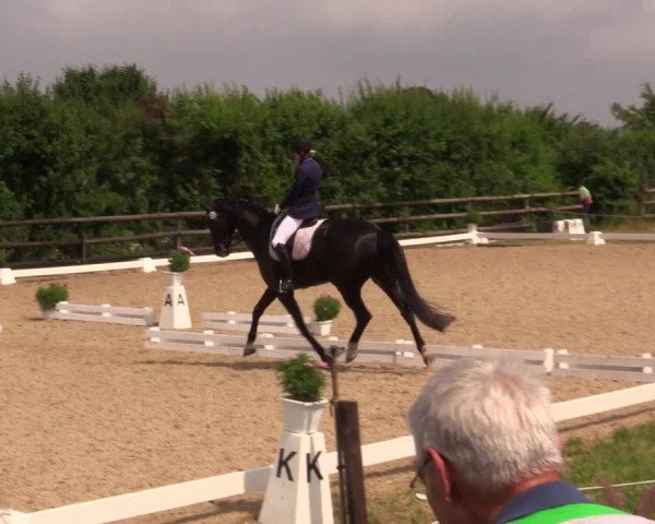 Reitturnier Schillerslage 2018