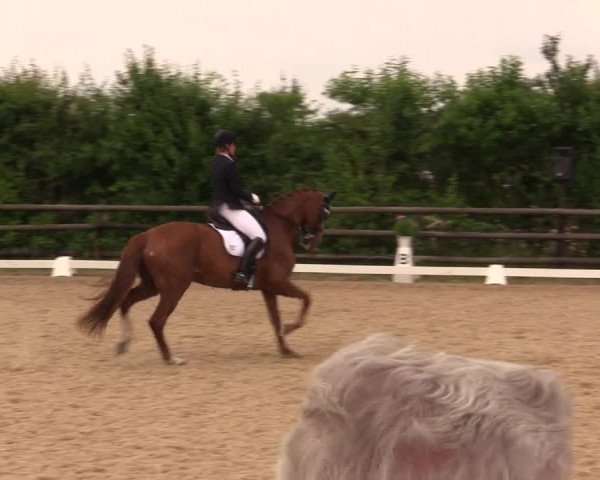 Reitturnier Schillerslage 2018