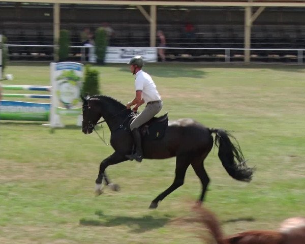 Reitturnier Schwanebeck 2018